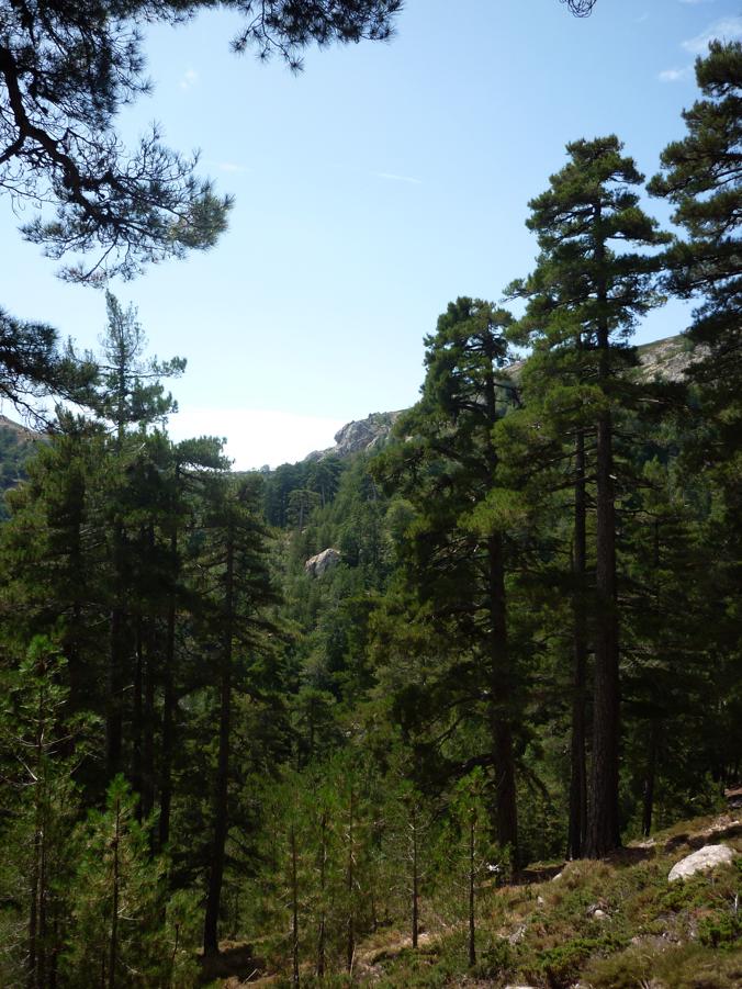 Rettili della Corsica